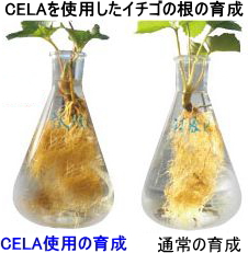 稲